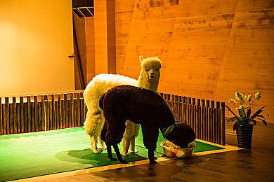 《漫威争锋》英雄介绍 “无形的纽带”隐形女